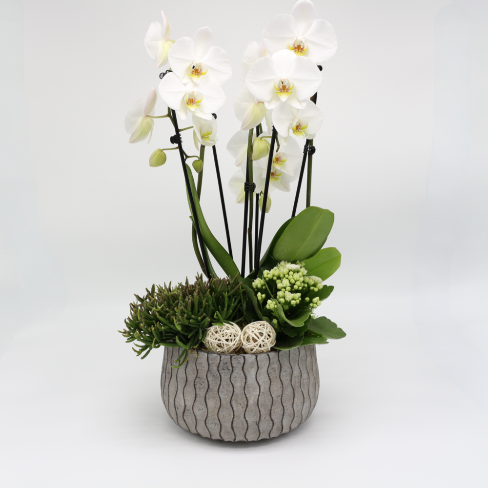 Orchidee gepflanzt