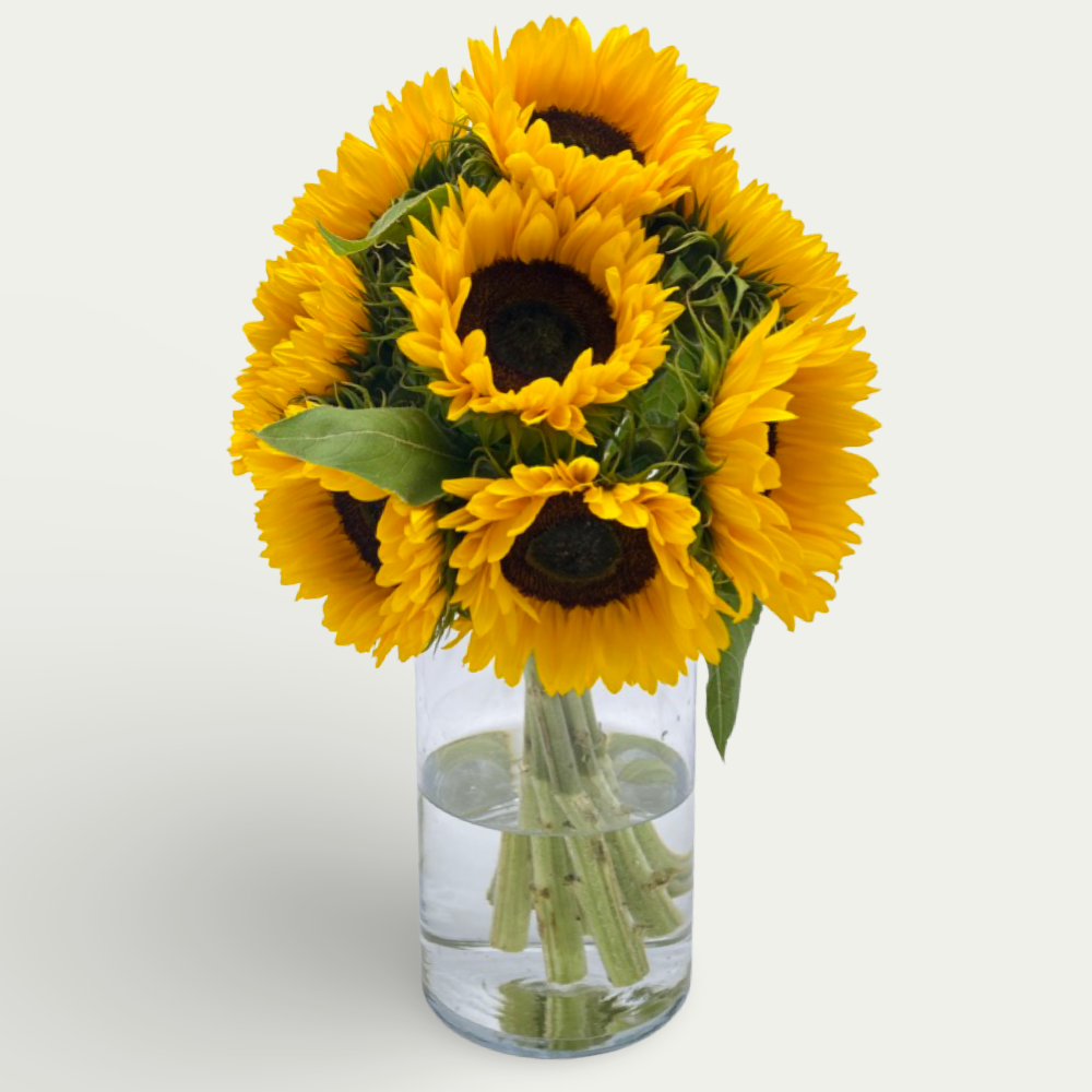 Sonnenblumen