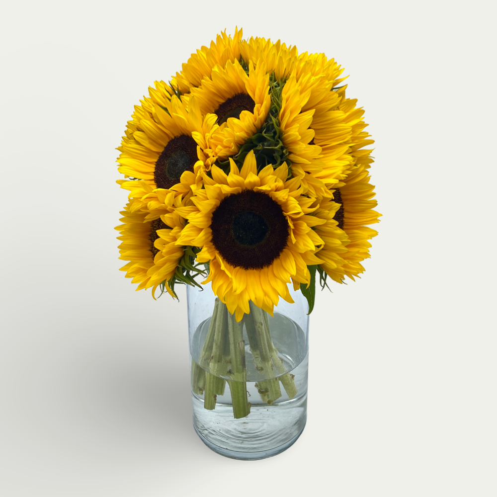 Sonnenblumen