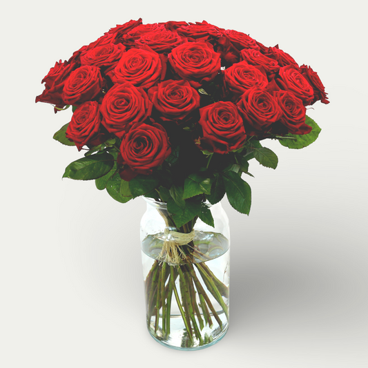 30 Rosen in rot
