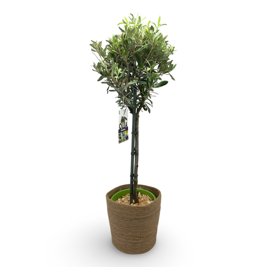 Olivenbaum