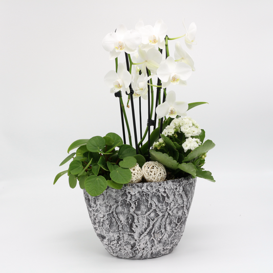 Orchidee bepflanzt