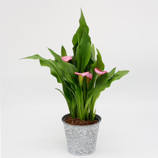 Calla rosa