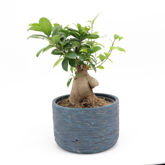 Bonsai mit Übertopf
