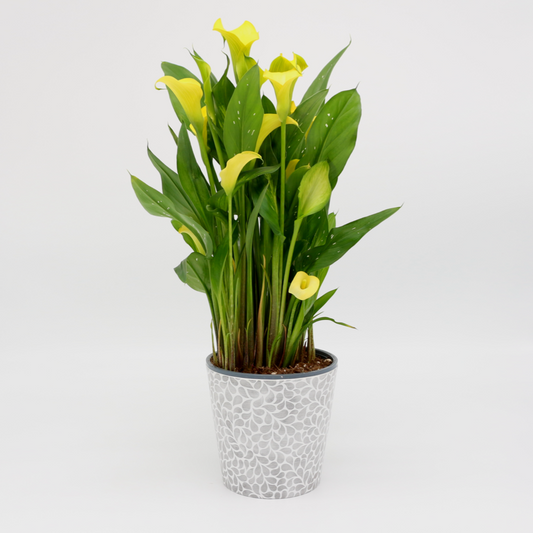 Calla gelb