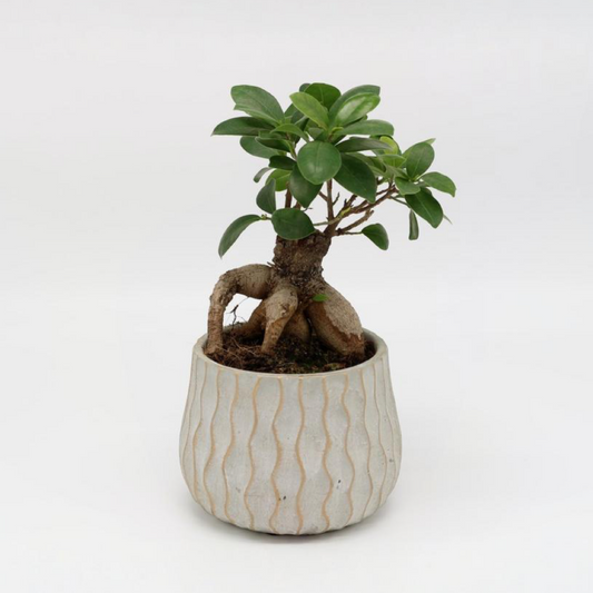 Bonsai