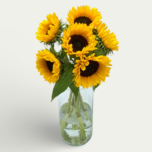 Sonnenblumen