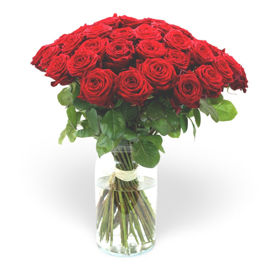 50 Rosen in rot
