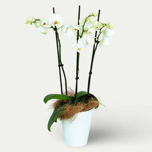 Orchidee in weiß
